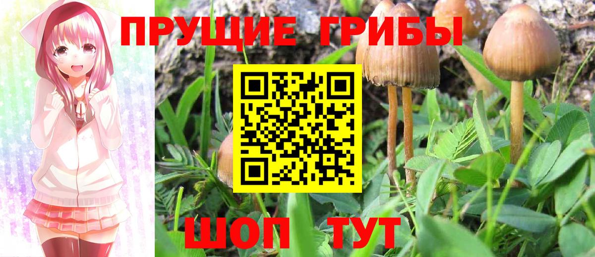 Псилоцибиновые грибы Cubensis Сургут